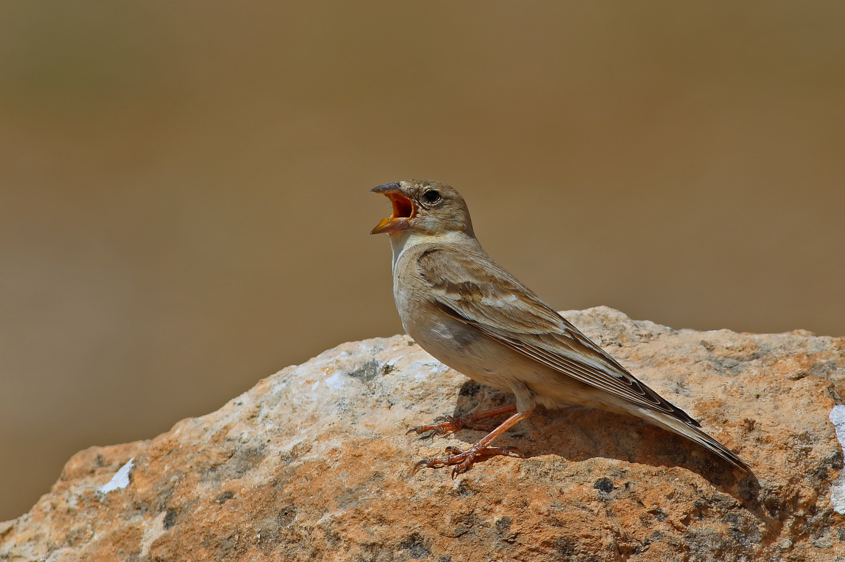 Pale Rockfinch